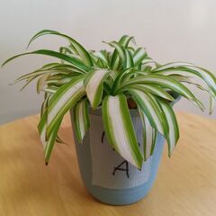 手渡し限定：オリヅルラン子株Ａ　観葉植物　現品渡し：伊東市