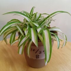 手渡し限定：オリヅルラン子株Ｂ　観葉植物　現品渡し：伊東市