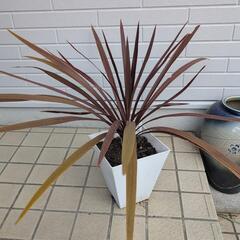 滋賀県の観葉植物の中古が安い！激安で譲ります・無料であげます