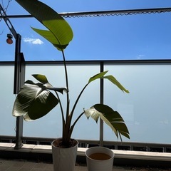 【✨配送無料✨】ストレチア 観葉植物