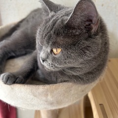 里親様決定ブリティッシュの女の子 − 千葉県