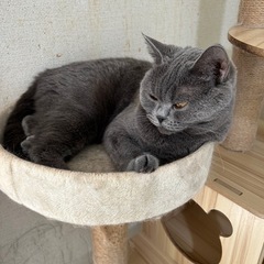 里親様決定ブリティッシュの女の子 - 猫