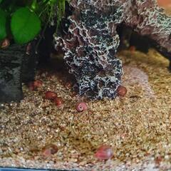ラムズホーン