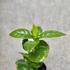 観葉植物　コーヒーの木