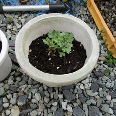 菊　もってのほか（紫）です。