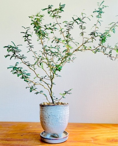 大サイズ！カクカク枝の抜け感がアート♪ソフォラリトルベイビー　オシャレ観葉植物