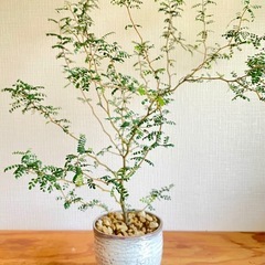 大サイズ！カクカク枝の抜け感がアート♪ソフォラリトルベイビー　オシャレ観葉植物の画像