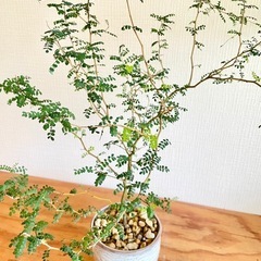 大サイズ！カクカク枝の抜け感がアート♪ソフォラリトルベイビー　オシャレ観葉植物の画像
