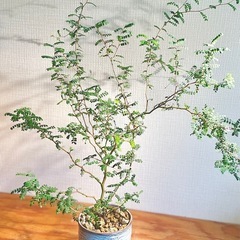 大サイズ！カクカク枝の抜け感がアート♪ソフォラリトルベイビー　オシャレ観葉植物の画像