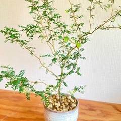 大サイズ！カクカク枝の抜け感がアート♪ソフォラリトルベイビー　オシャレ観葉植物の画像
