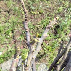 イチジクの枝の画像