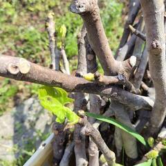 イチジクの枝の画像