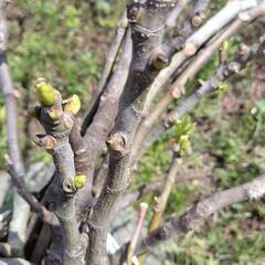 イチジクの枝の画像