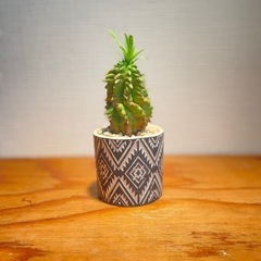 値下！個性的なシルエット！鉢付！オシャレ観葉植物の画像