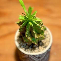 値下！個性的なシルエット！鉢付！オシャレ観葉植物の画像