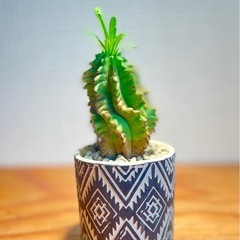 値下！個性的なシルエット！鉢付！オシャレ観葉植物