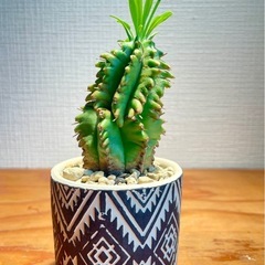 値下！個性的なシルエット！鉢付！オシャレ観葉植物の画像