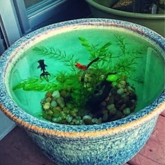 睡蓮鉢の画像