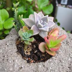 アート作品✨多肉寄せ植えの画像