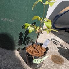 クレマチス　アンドロメダ