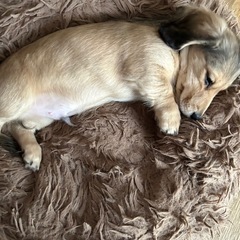 Mダックス(子犬)   - 広島市