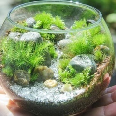 ガラスボールの画像