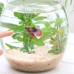 ガラスボールの画像