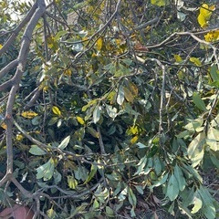 【無料】伐採した木の幹・枝を差し上げます（薪・チップ材・DIYに）の画像