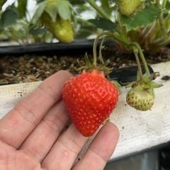 いちご狩り