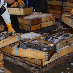 沖合底曳船乗組員募集（底曳船経験者もしくは漁師経験者）の画像