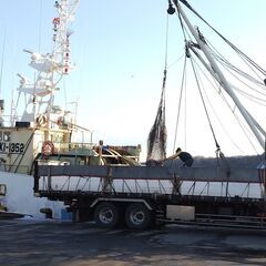 沖合底曳船乗組員募集（底曳船経験者もしくは漁師経験者）の画像