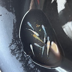 MIXめだかの画像