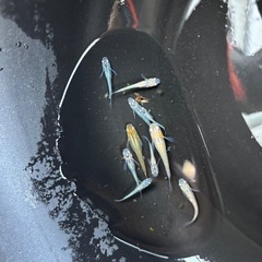 MIXめだかの画像