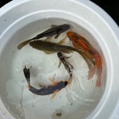 鉄魚　針子　稚魚　金魚の画像