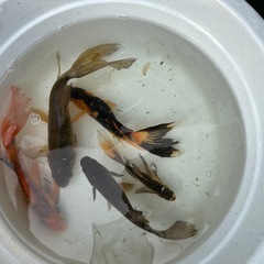 鉄魚　針子　稚魚　金魚