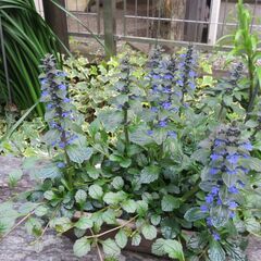 花　④　アジュガ（十二単）　の画像