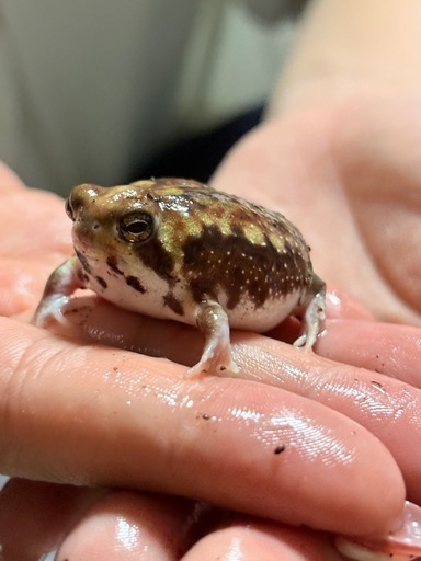 【発送可能】アメフクラガエル