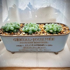 ハオルチア　オブツーサ　多肉植物