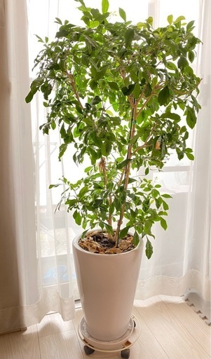 ★植木★植木鉢もターンテーブルつき★