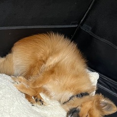 （MIX）チワポメ♂   里親探してます - 犬