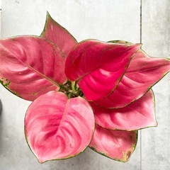 観葉植物　アグラオネマ