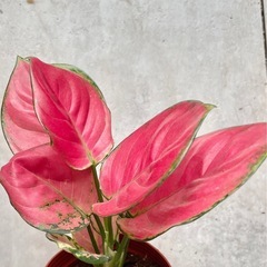 観葉植物　アグラオネマ②