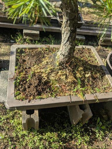 ①盆栽五葉松20号サイズ推定50年以上高さ約90センチ (がんちゃん