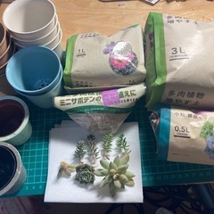 【相談中】多肉植物の土、鉢、多肉植物のカット苗