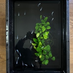 メダカ　水草