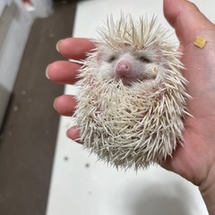 ハリネズミベビー生まれてます