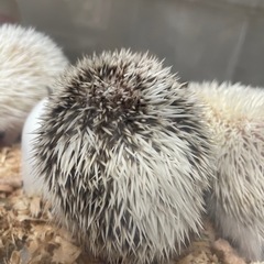 ハリネズミベビー生まれてます