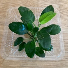 水生植物アヌビアス・ナナ⭐︎水草アクアリウム水槽の画像