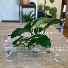 水生植物アヌビアス・ナナ⭐︎水草アクアリウム水槽の画像