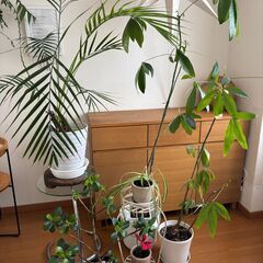 差し上げます：室内用の観葉植物　テーブル、台などまとめて